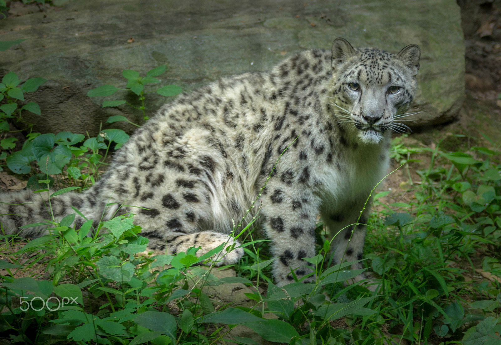 Sony SLT-A57 sample photo. Portrait of snow leopard photography