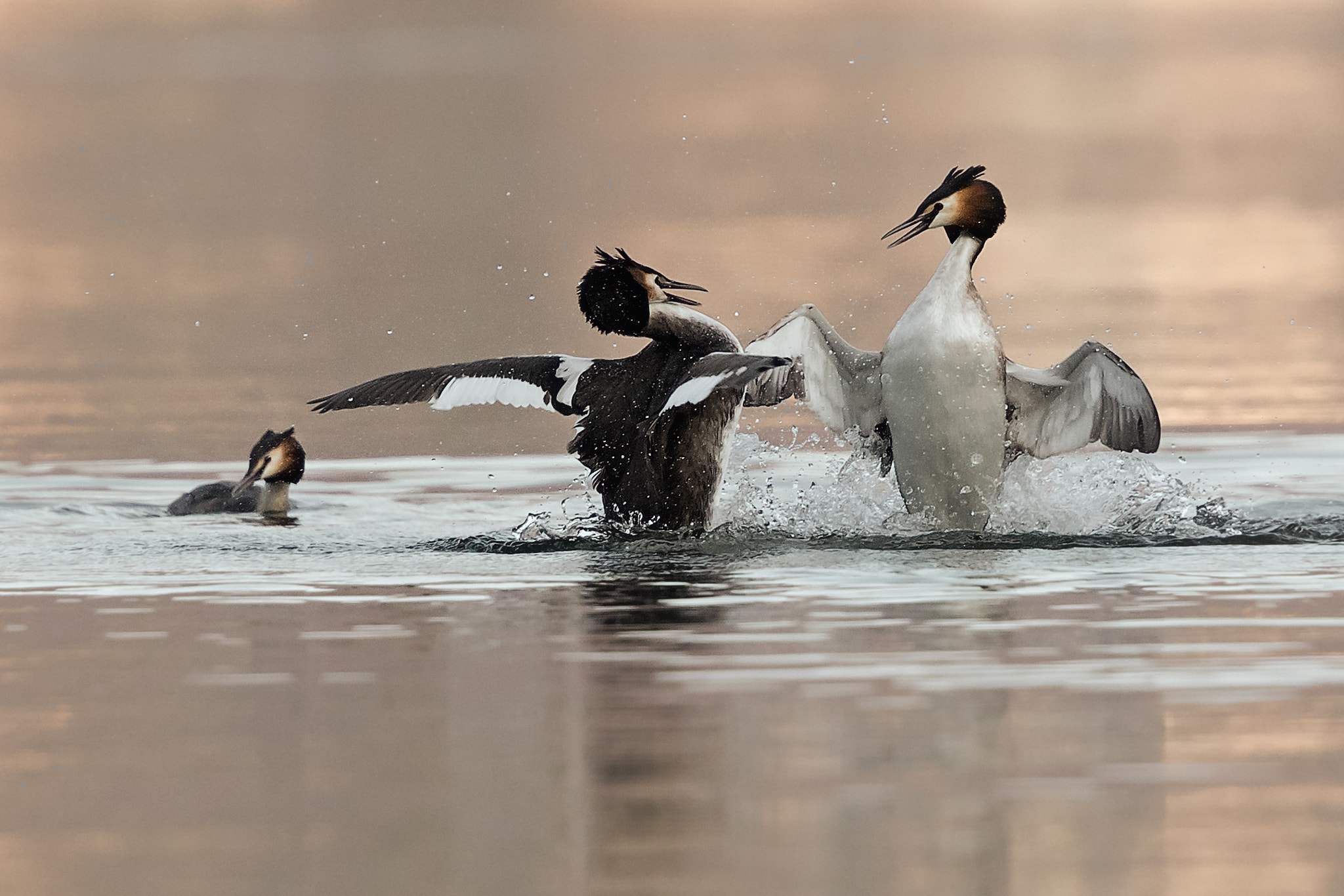 Canon EOS-1D X Mark II sample photo. The fight photography