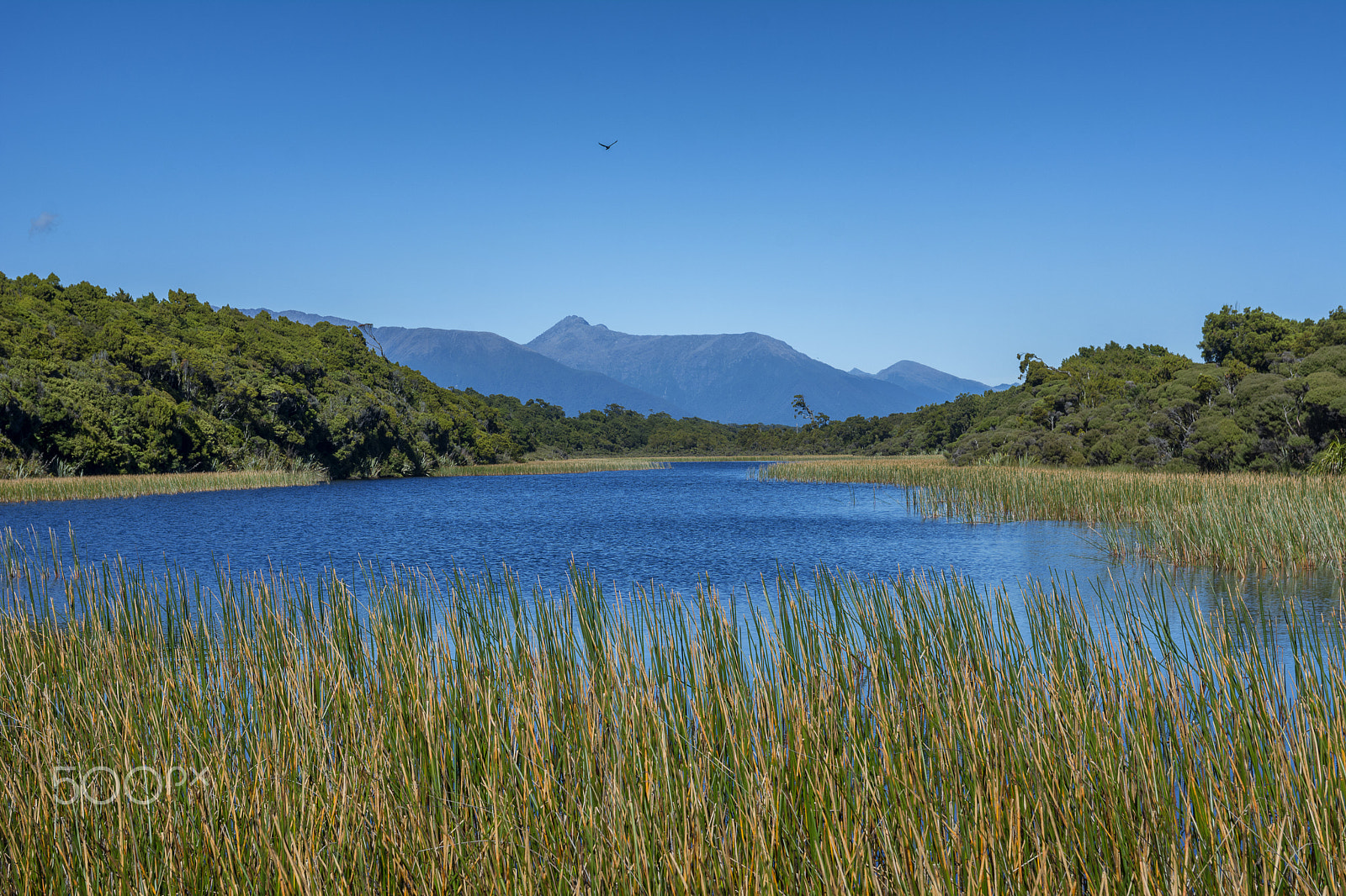 Sigma 17-50mm F2.8 EX DC OS HSM sample photo. Bamboo lake photography