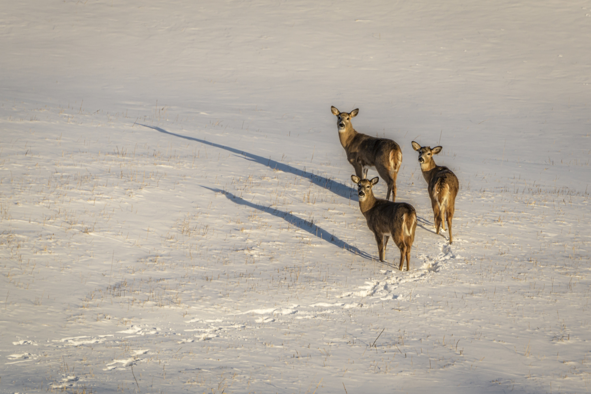 Nikon D600 sample photo. Three deer photography