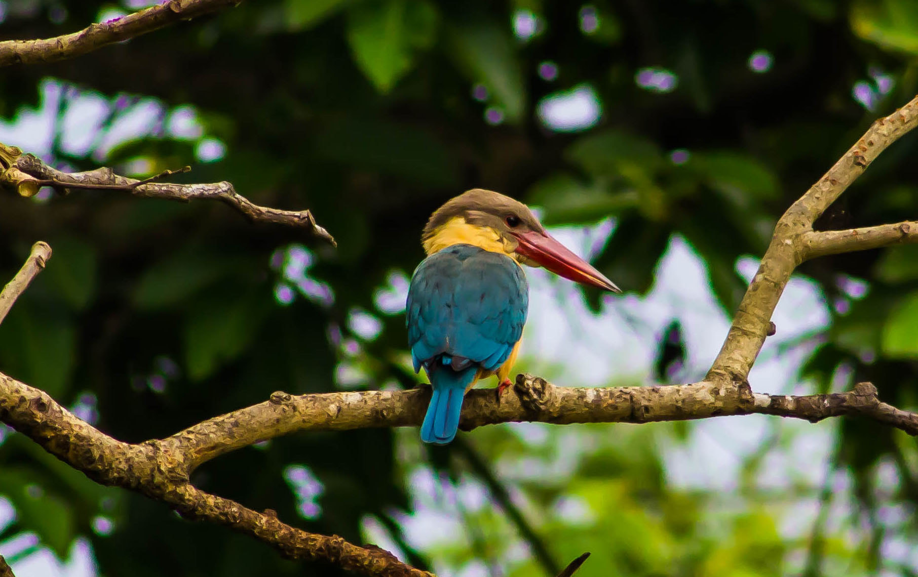 Canon EOS 1200D (EOS Rebel T5 / EOS Kiss X70 / EOS Hi) + EF75-300mm f/4-5.6 sample photo. Stork billed kingfisher photography