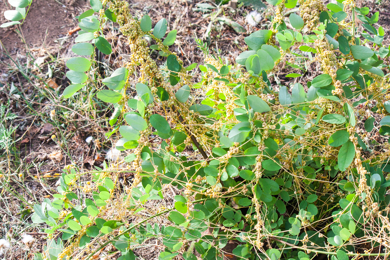 Canon EF-S 55-250mm F4-5.6 IS II sample photo. Dodder (genus cuscuta) is parasitic  plants photography