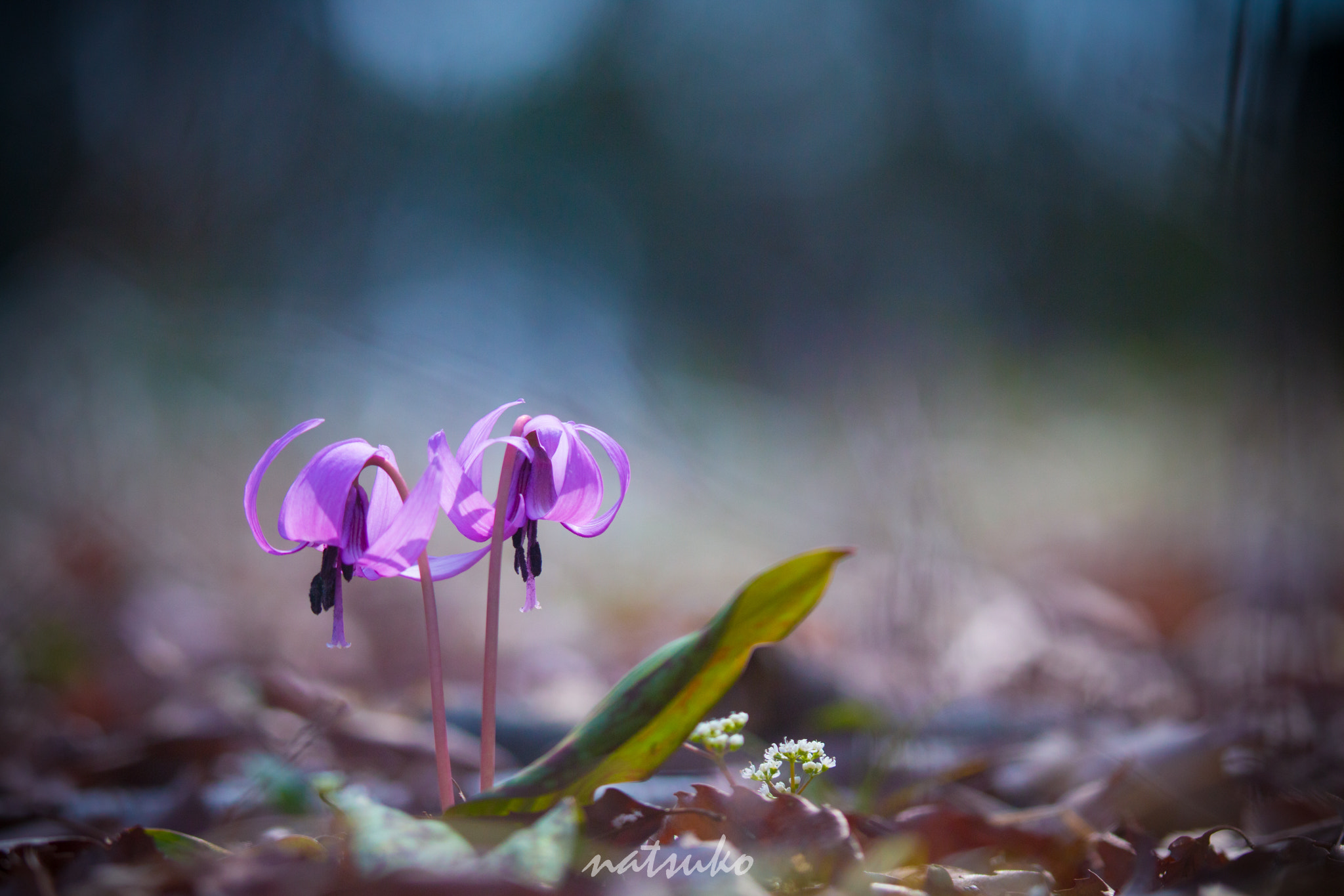 Canon EOS 70D + Tamron SP AF 180mm F3.5 Di LD (IF) Macro sample photo. Twin violets photography