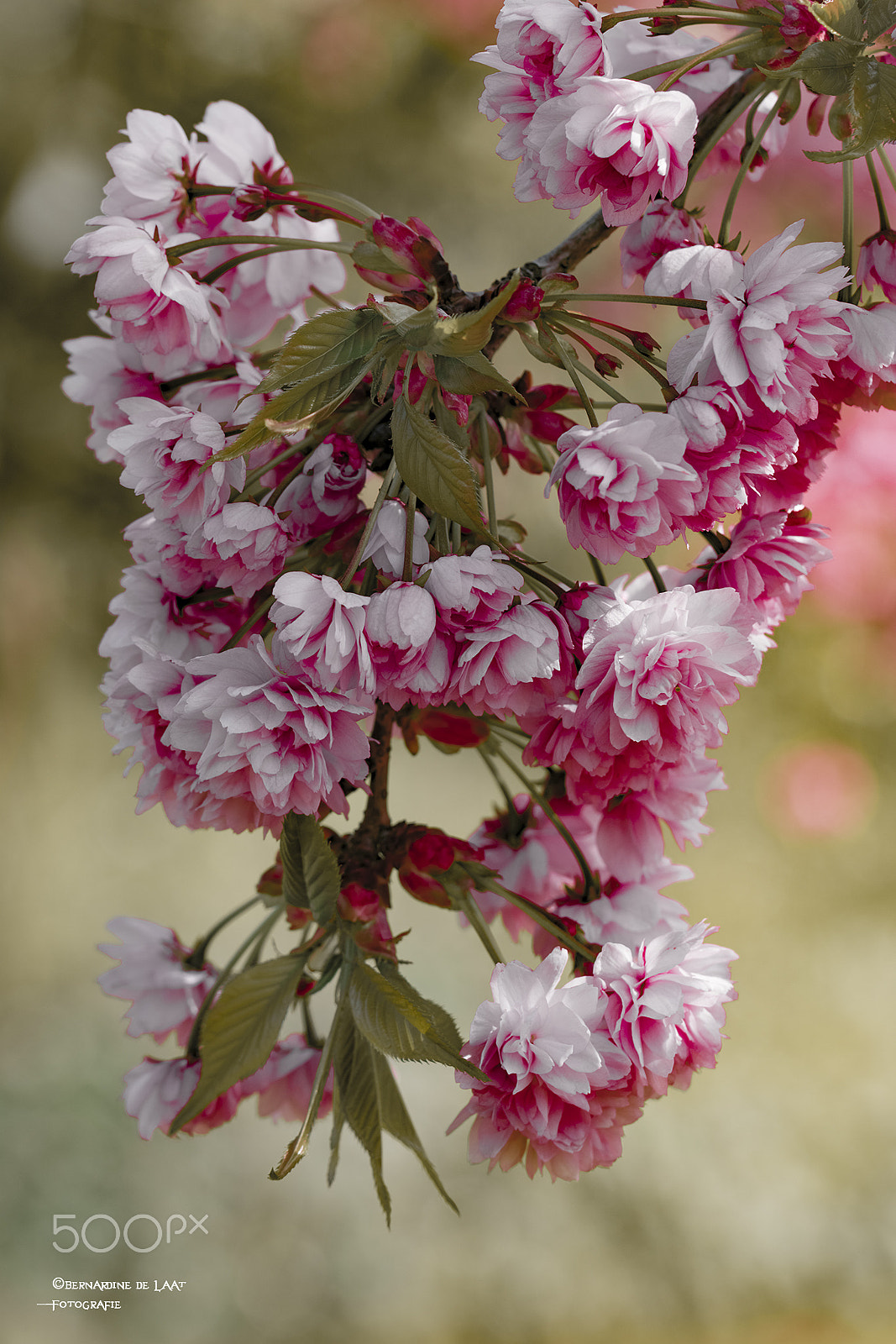 Nikon D7100 sample photo. Hanging garden photography