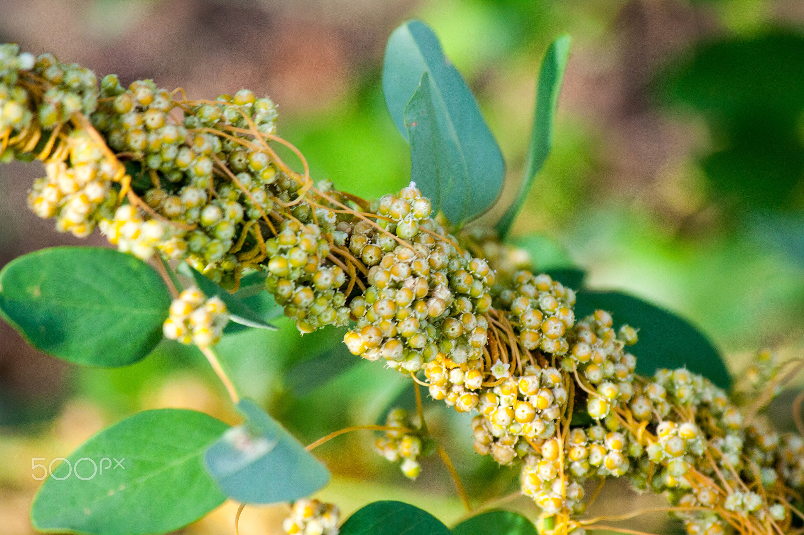Canon EF-S 55-250mm F4-5.6 IS II sample photo. Dodder (genus cuscuta) is parasitic  plants photography
