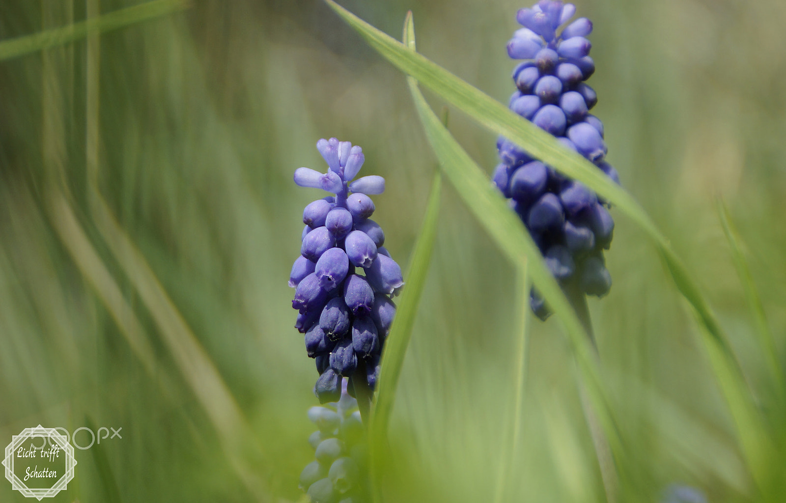 Sony DT 18-200mm F3.5-6.3 sample photo. Muscari in the middle of a field photography