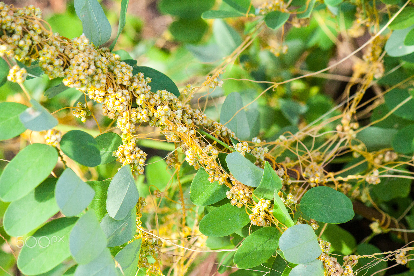 Canon EF-S 55-250mm F4-5.6 IS II sample photo. Dodder (genus cuscuta) is parasitic  plants photography
