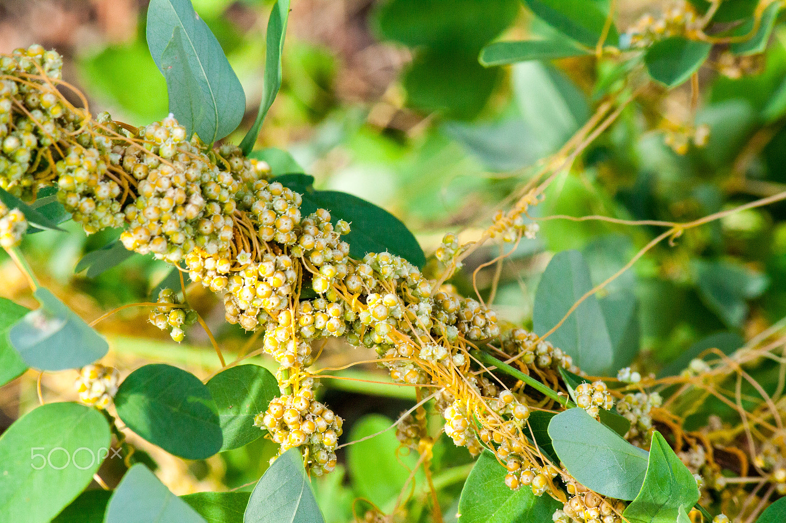 Canon EF-S 55-250mm F4-5.6 IS II sample photo. Dodder (genus cuscuta) is parasitic  plants photography