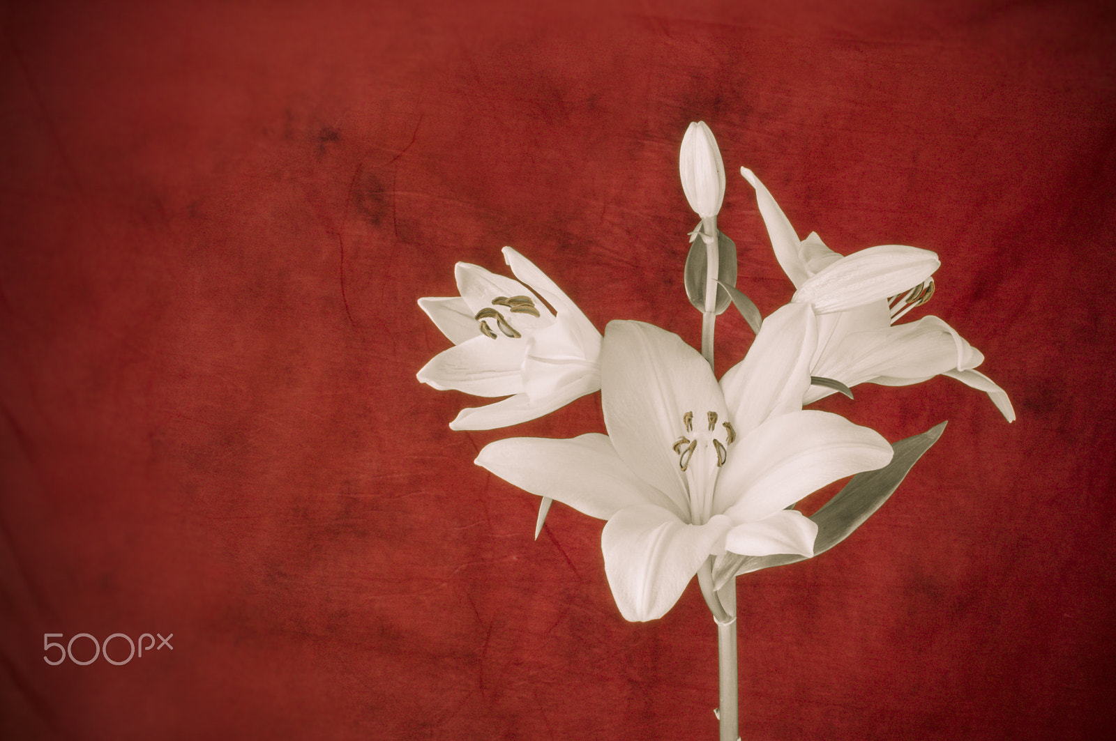 AF Zoom-Nikkor 35-70mm f/2.8D sample photo. Lily flower in bloom photography