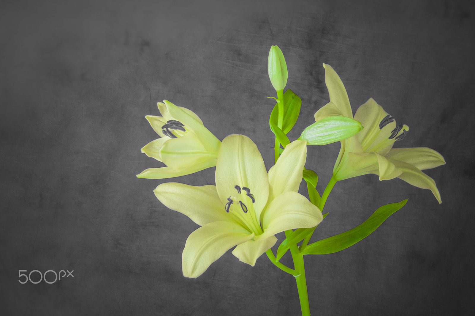 Nikon D300 + AF Zoom-Nikkor 35-70mm f/2.8D sample photo. Lily flower in bloom photography