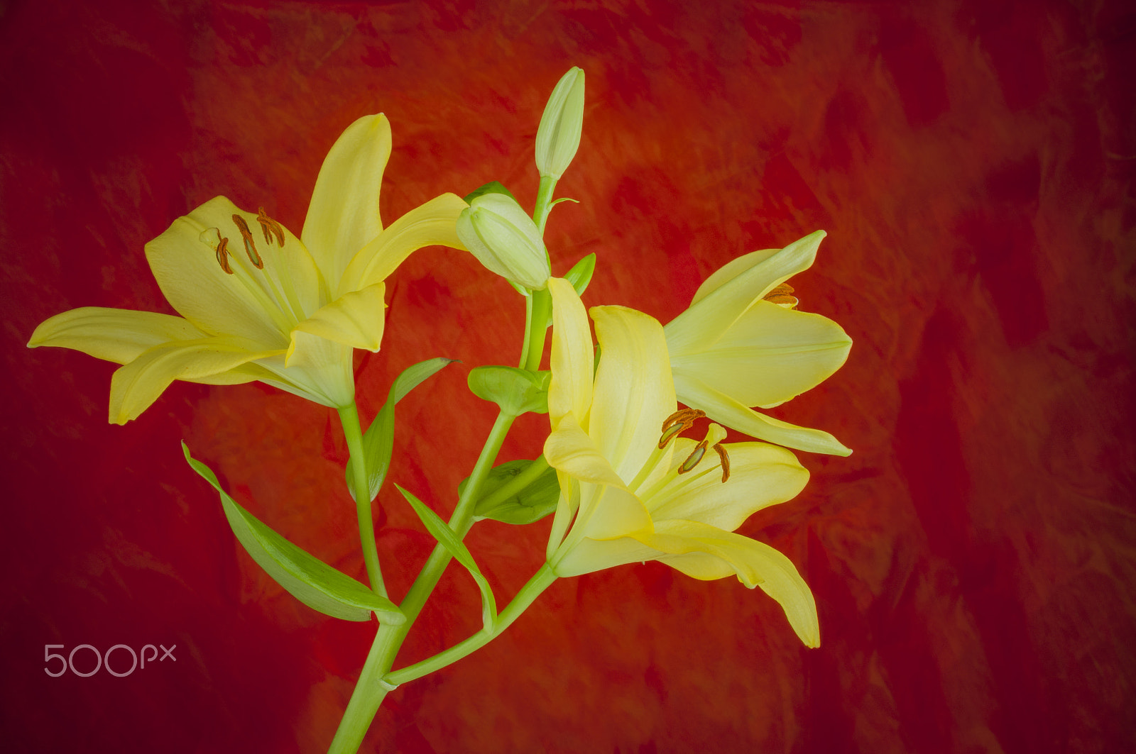 Nikon D300 sample photo. Lily flower in bloom photography