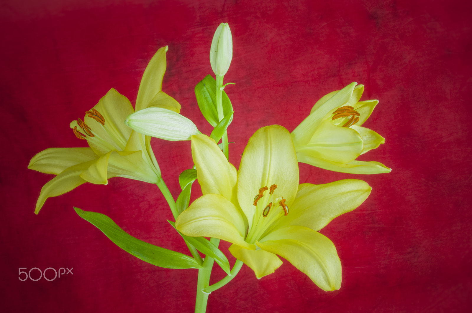 Nikon D300 sample photo. Lily flower in bloom photography