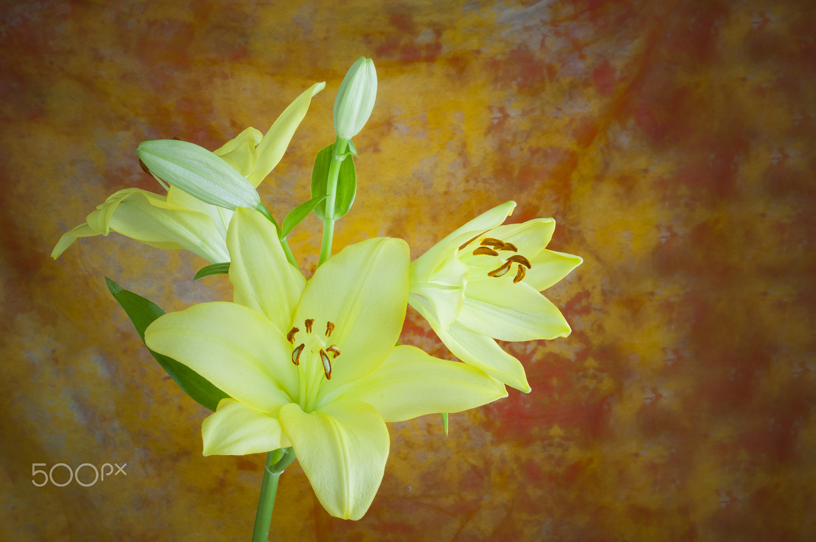 Nikon D300 sample photo. Lily flower in bloom photography