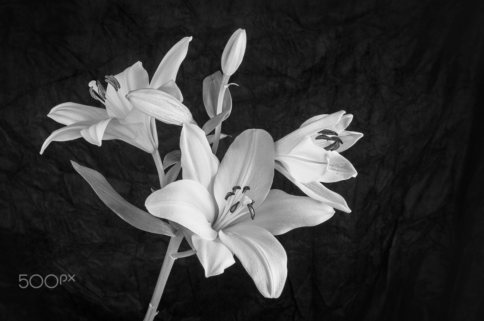 Nikon D300 + AF Zoom-Nikkor 35-70mm f/2.8D sample photo. Lily flower in bloom photography
