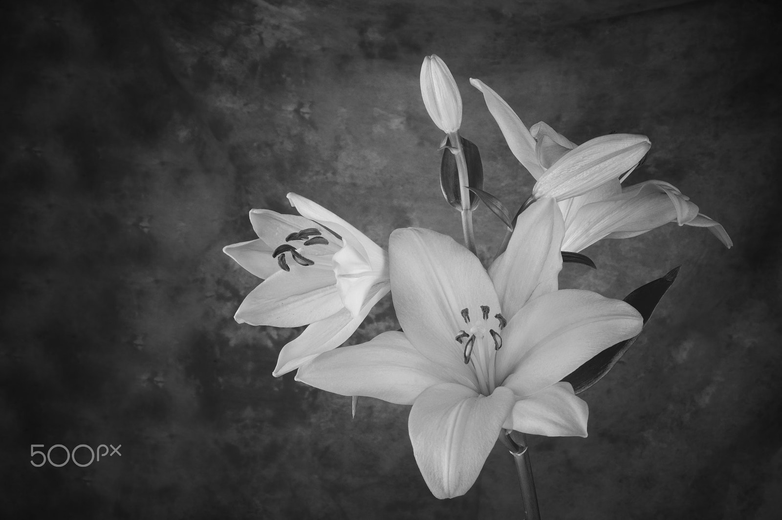 AF Zoom-Nikkor 35-70mm f/2.8D sample photo. Lily flower in bloom photography