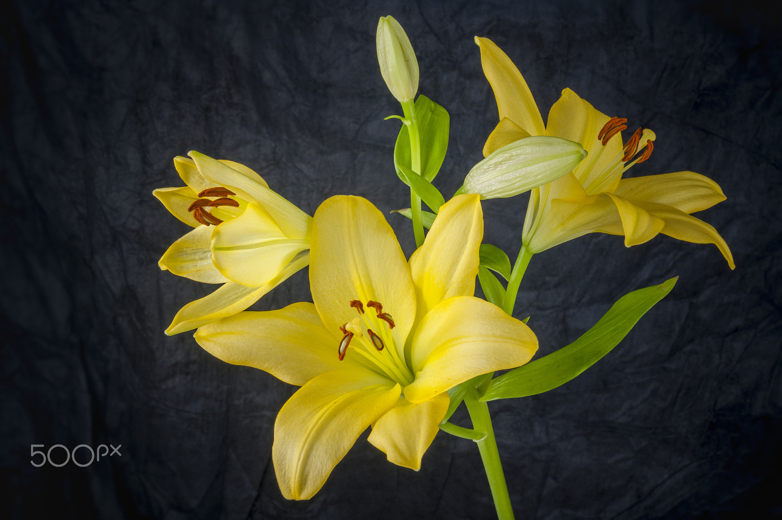 AF Zoom-Nikkor 35-70mm f/2.8D sample photo. Lily flower in bloom photography