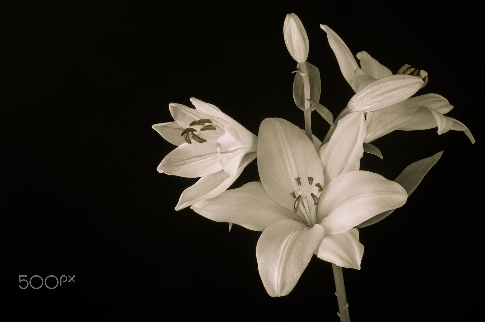 Nikon D300 + AF Zoom-Nikkor 35-70mm f/2.8D sample photo. Lily flower in bloom photography