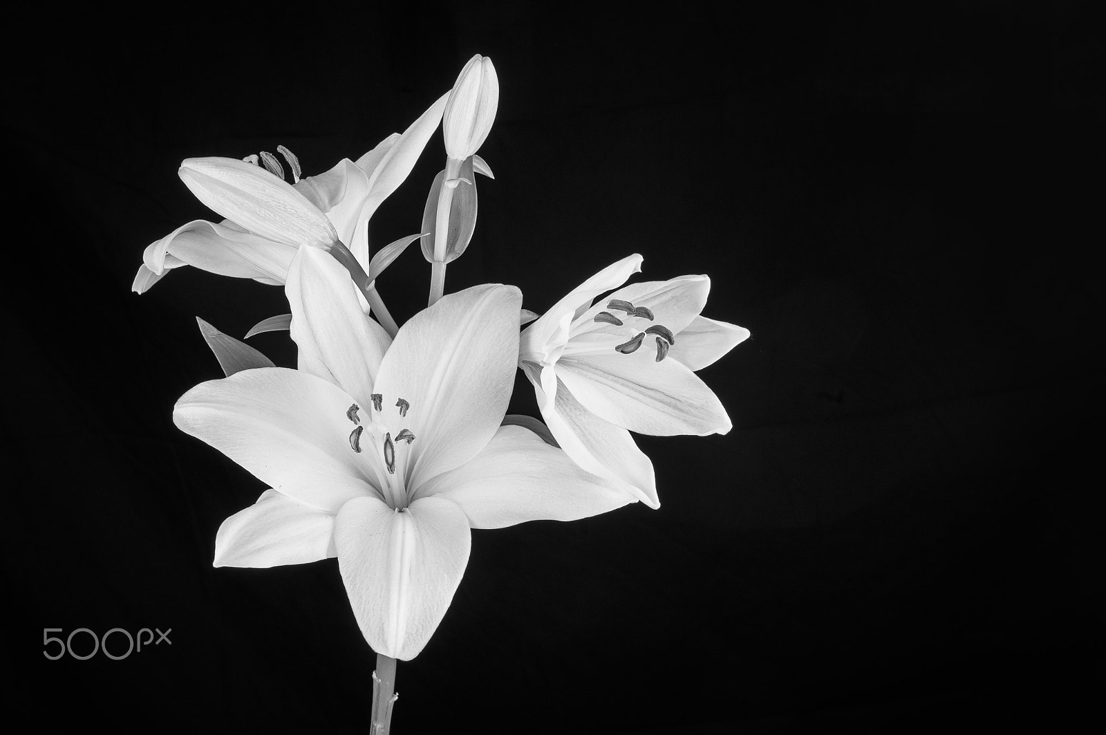 Nikon D300 + AF Zoom-Nikkor 35-70mm f/2.8D sample photo. Lily flower in bloom photography
