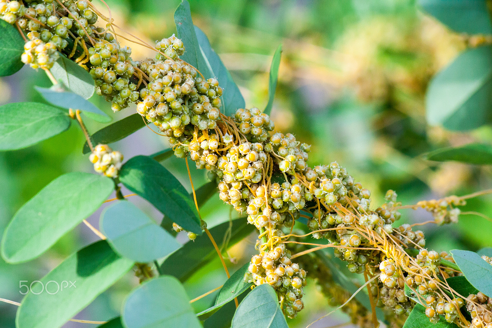 Canon EF-S 55-250mm F4-5.6 IS II sample photo. Dodder (genus cuscuta) is parasitic  plants photography