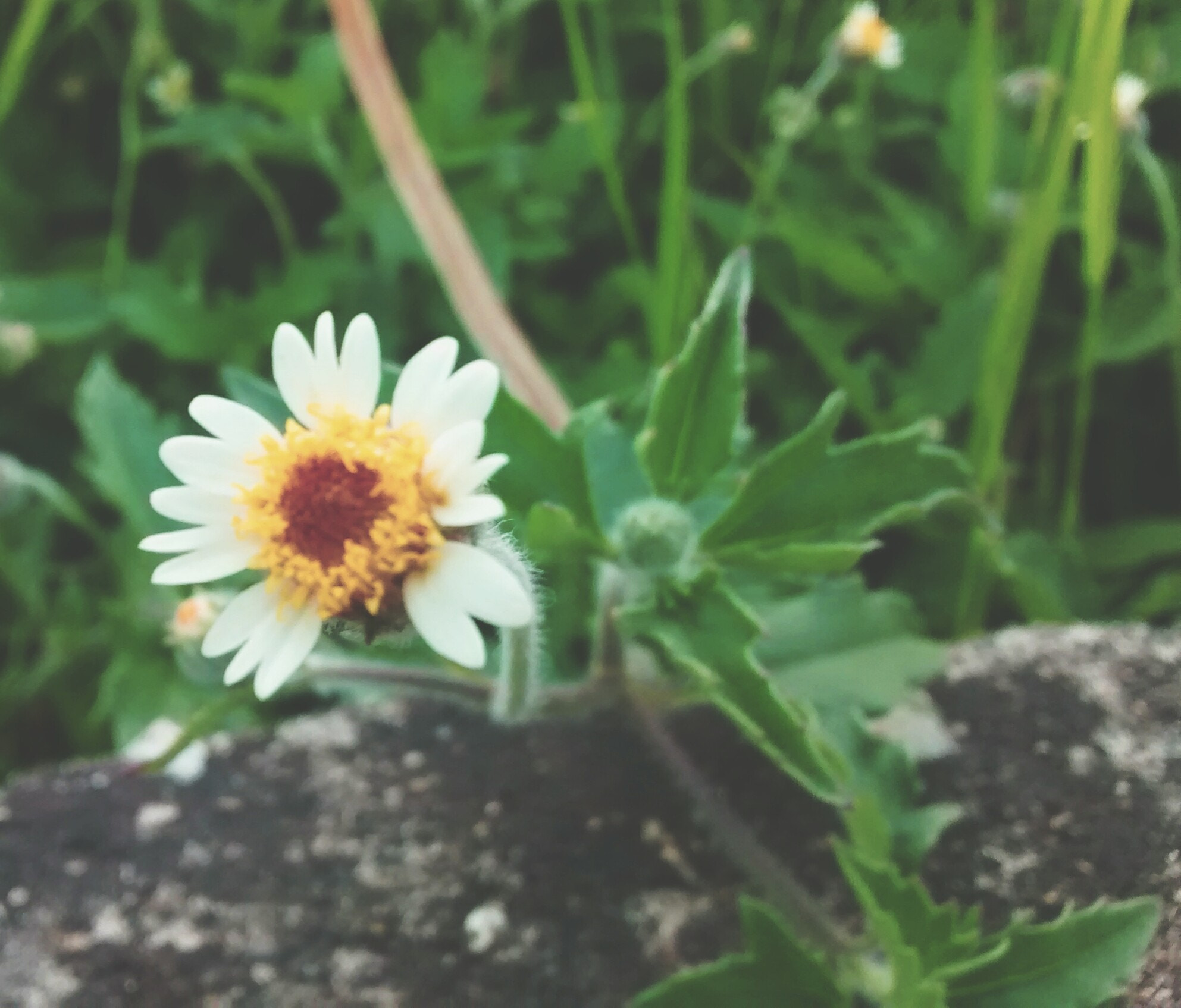 Motorola Moto G (1st Gen) sample photo. Flower  photography