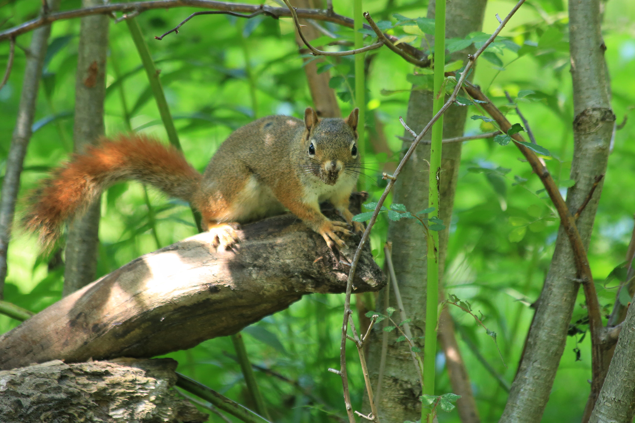 Canon EF 70-300mm F4-5.6 IS USM sample photo