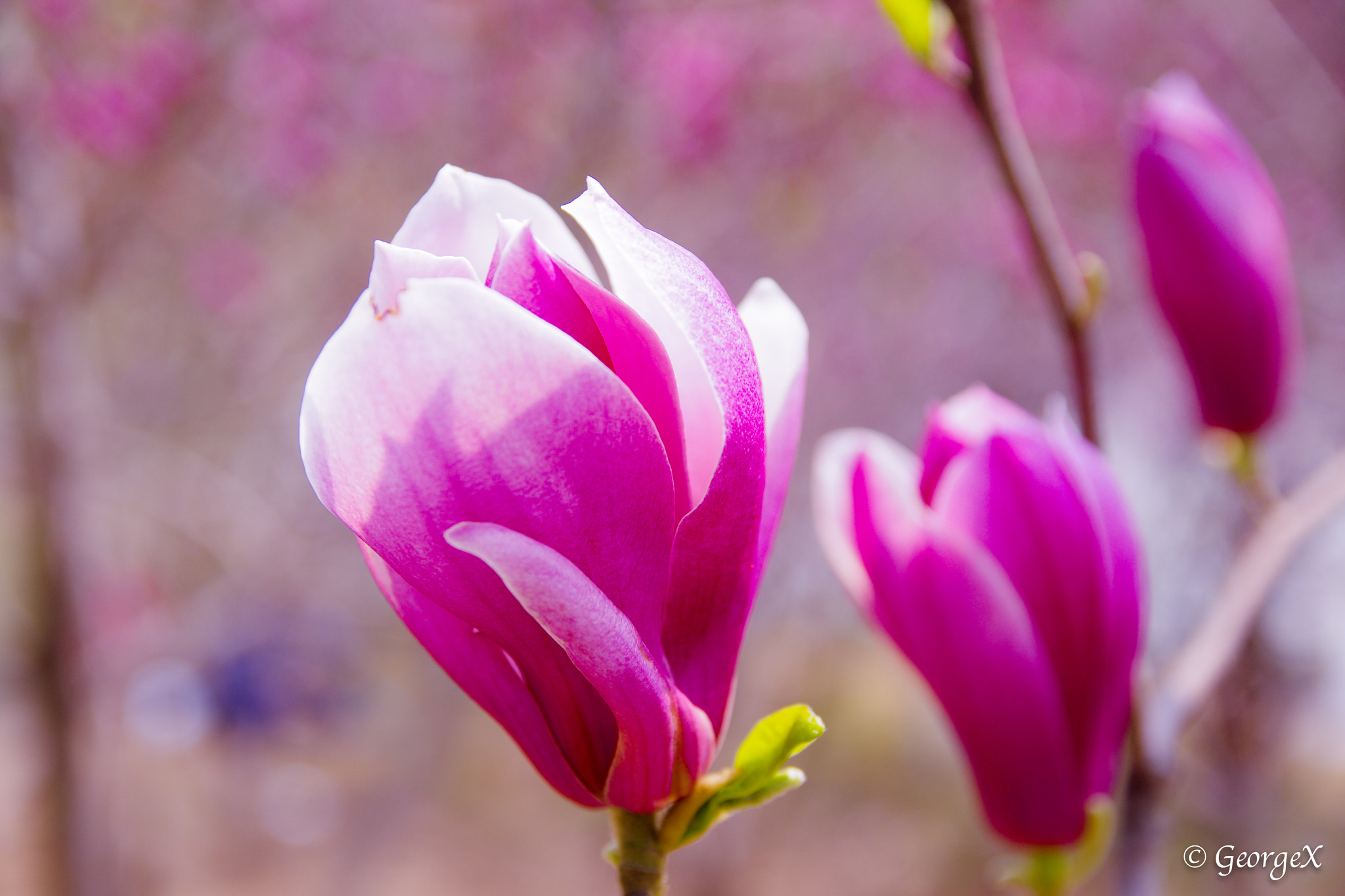 Pentax K-5 + Sigma 17-50mm F2.8 EX DC HSM sample photo. 羽红 photography