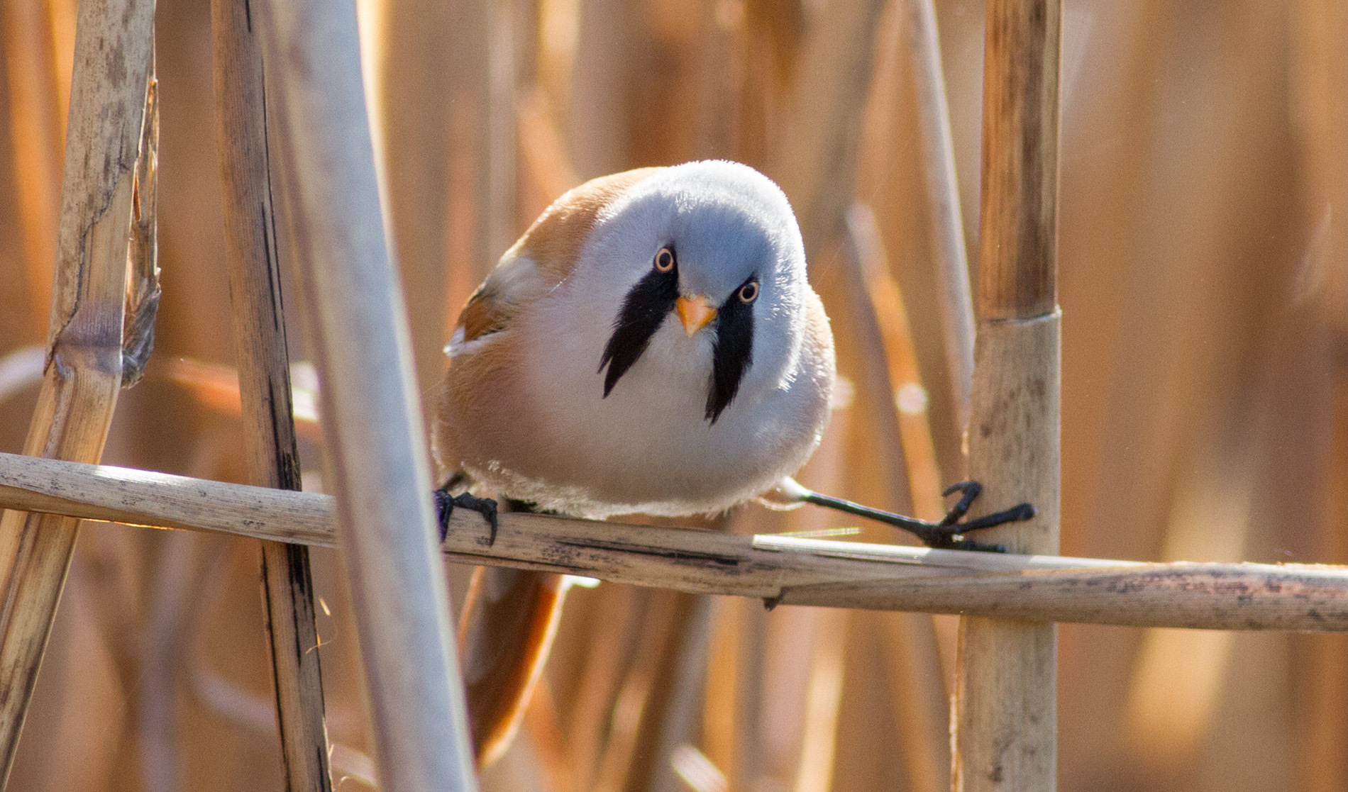 Canon EOS 7D sample photo. Bearded tit photography