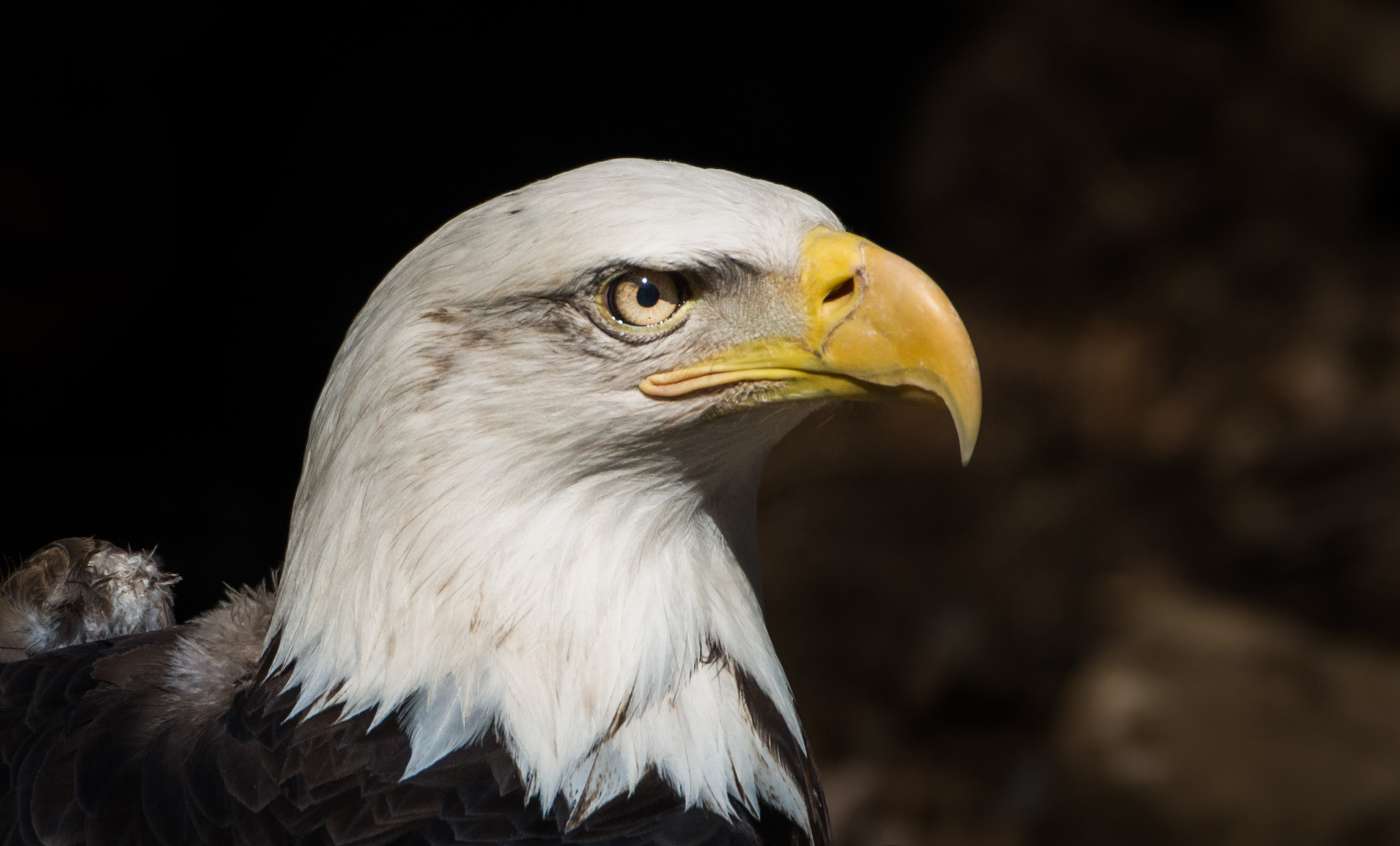 Nikon D800 sample photo. One majestic pose photography