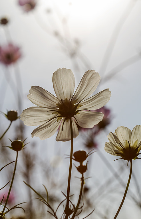 Canon EF 100mm F2.8 Macro USM sample photo. Asmall photography