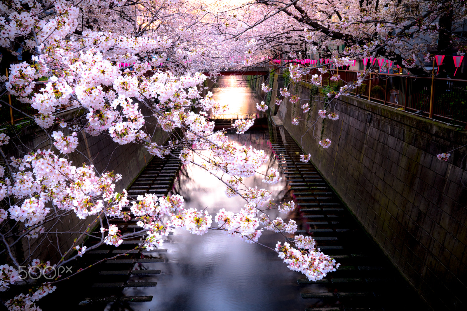 Sony a7 II + Sony FE 24-70mm F2.8 GM sample photo. Sakura in the morning photography