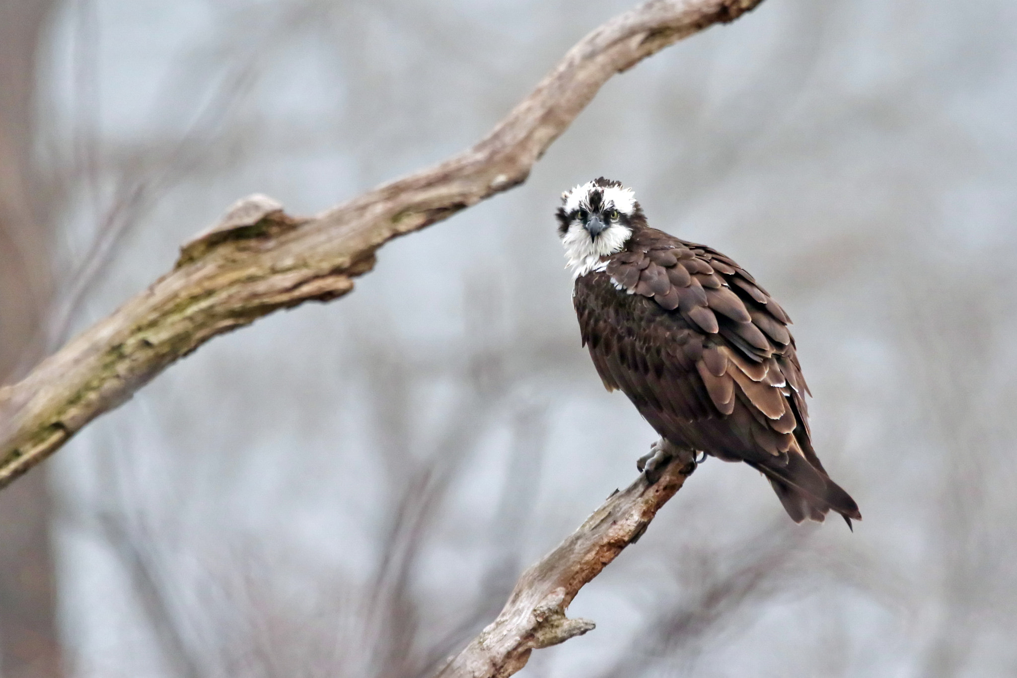 150-600mm F5-6.3 DG OS HSM | Contemporary 015 sample photo. Osprey photography