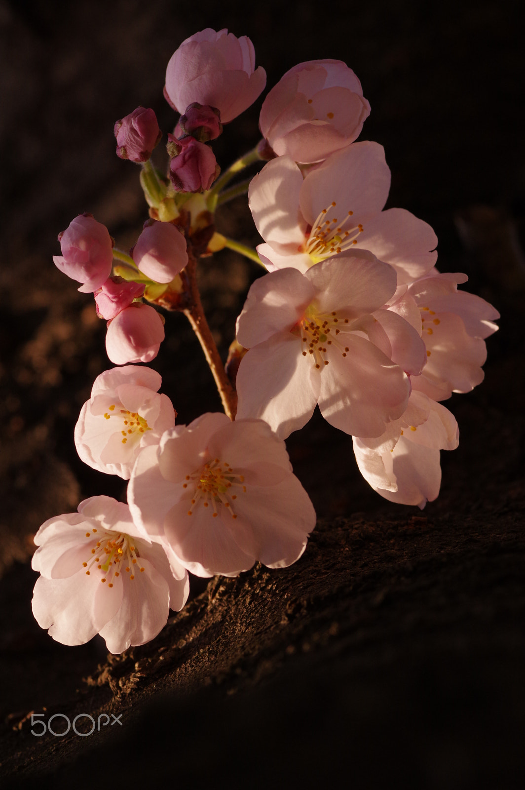 Pentax K-3 II + Pentax smc D-FA 100mm F2.8 Macro WR sample photo