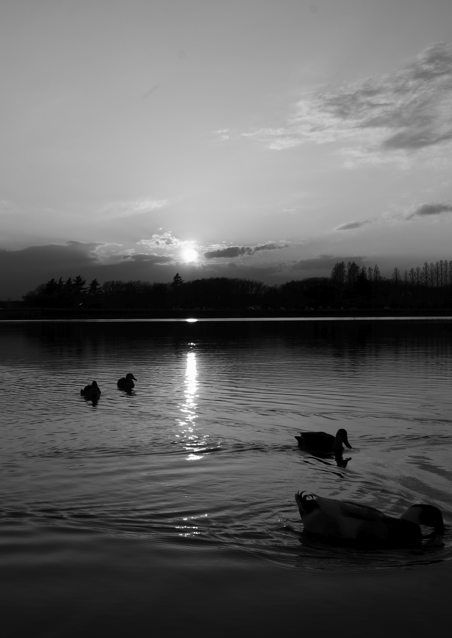 Canon EOS 100D (EOS Rebel SL1 / EOS Kiss X7) sample photo. Ducks swim in sunset photography
