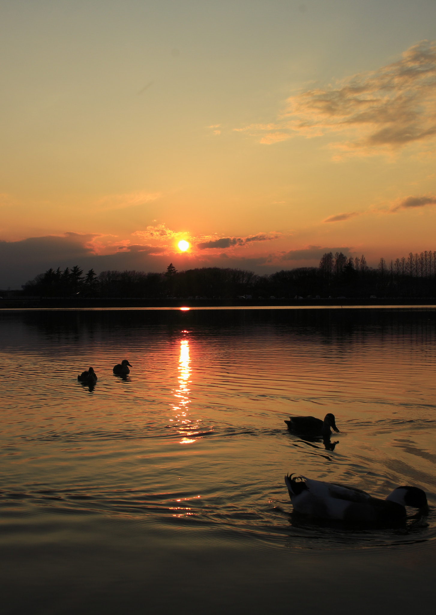 Canon EOS 100D (EOS Rebel SL1 / EOS Kiss X7) + Canon EF-S 24mm F2.8 STM sample photo. Ducks swim in sunset photography