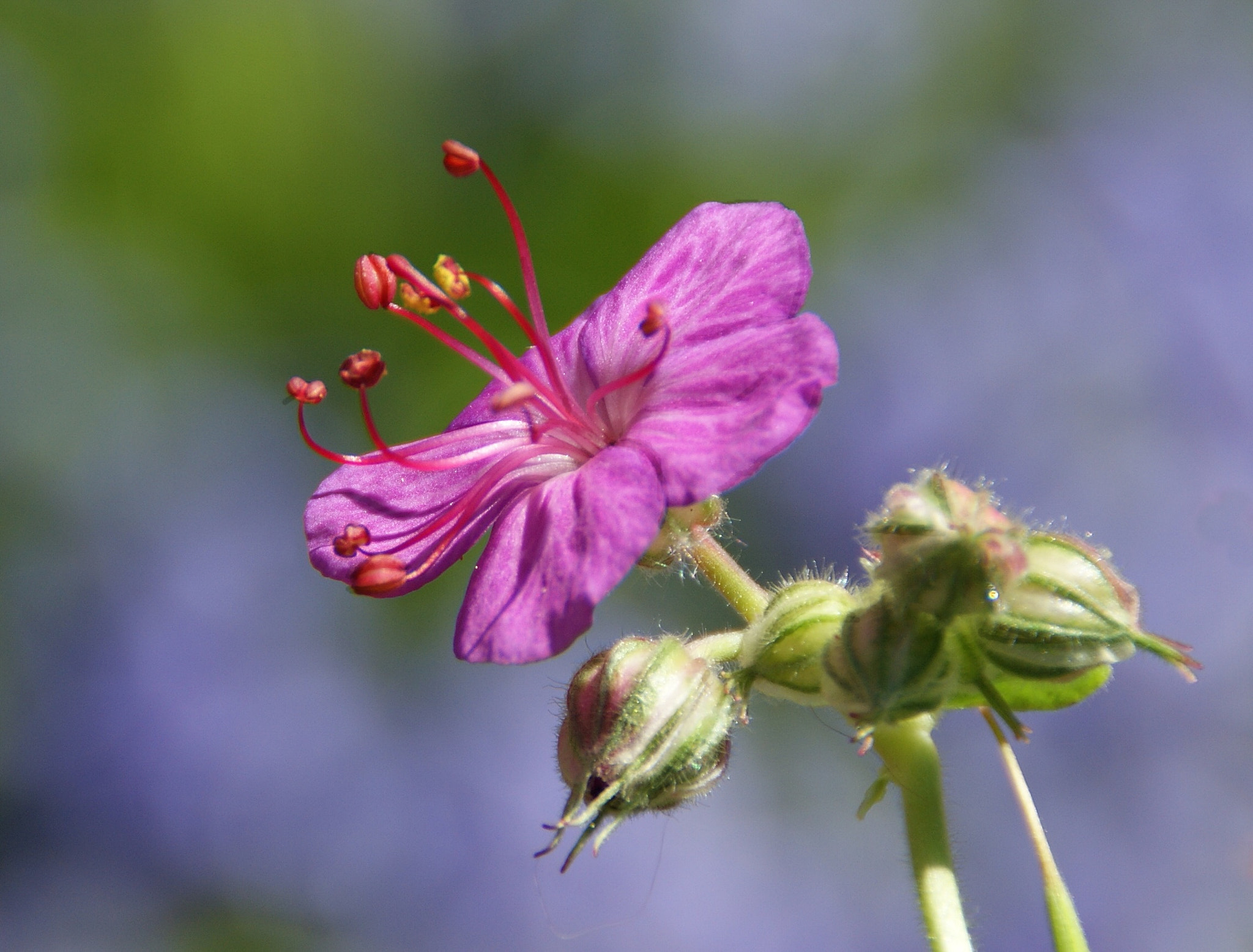 Sony DT 18-200mm F3.5-6.3 sample photo