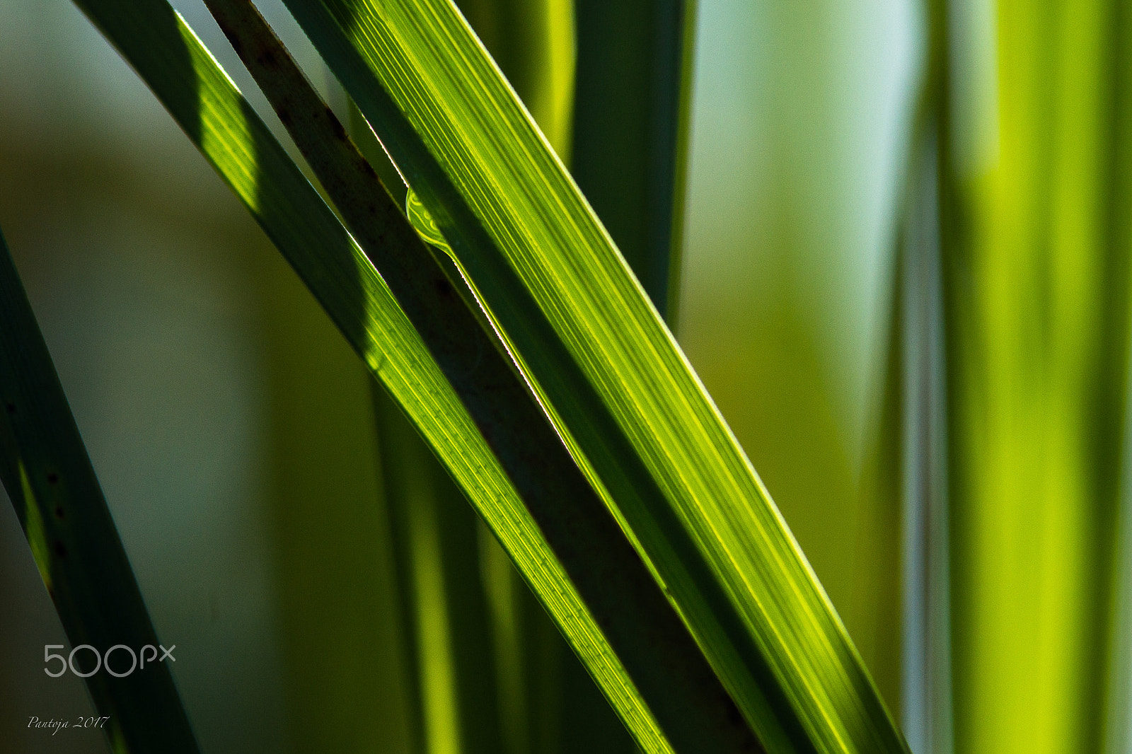 Tamron SP AF 70-200mm F2.8 Di LD (IF) MACRO sample photo. Bulrushes photography