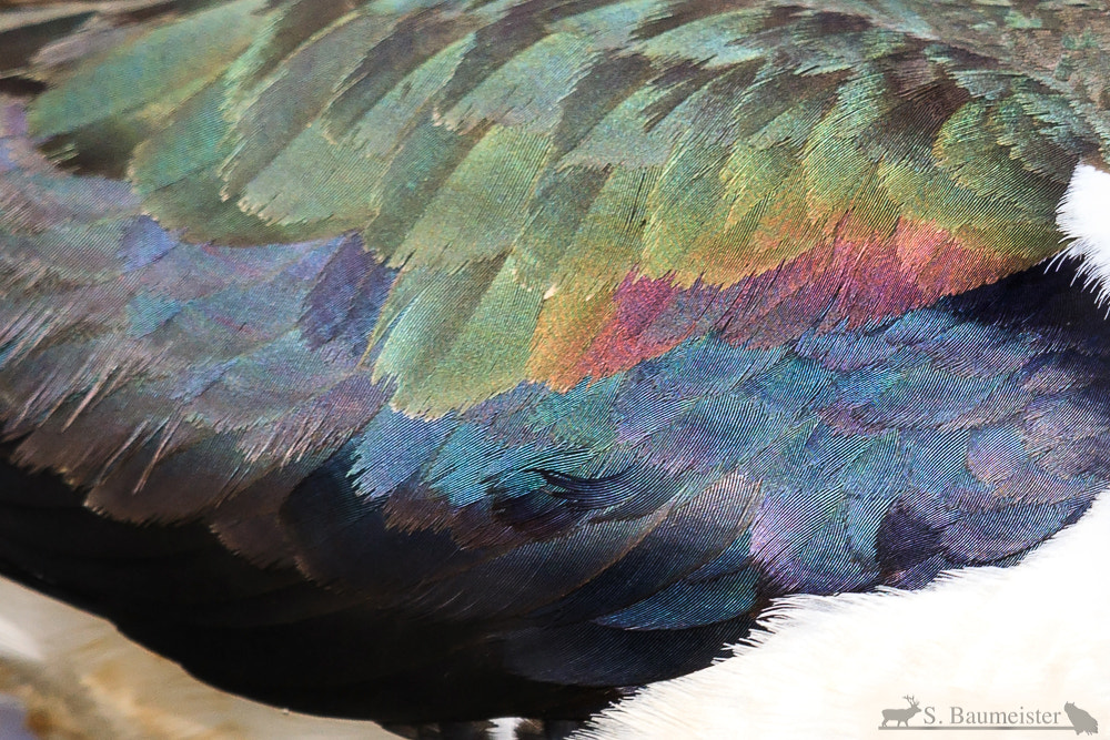 Canon EF 600mm F4L IS II USM sample photo. Feathers photography