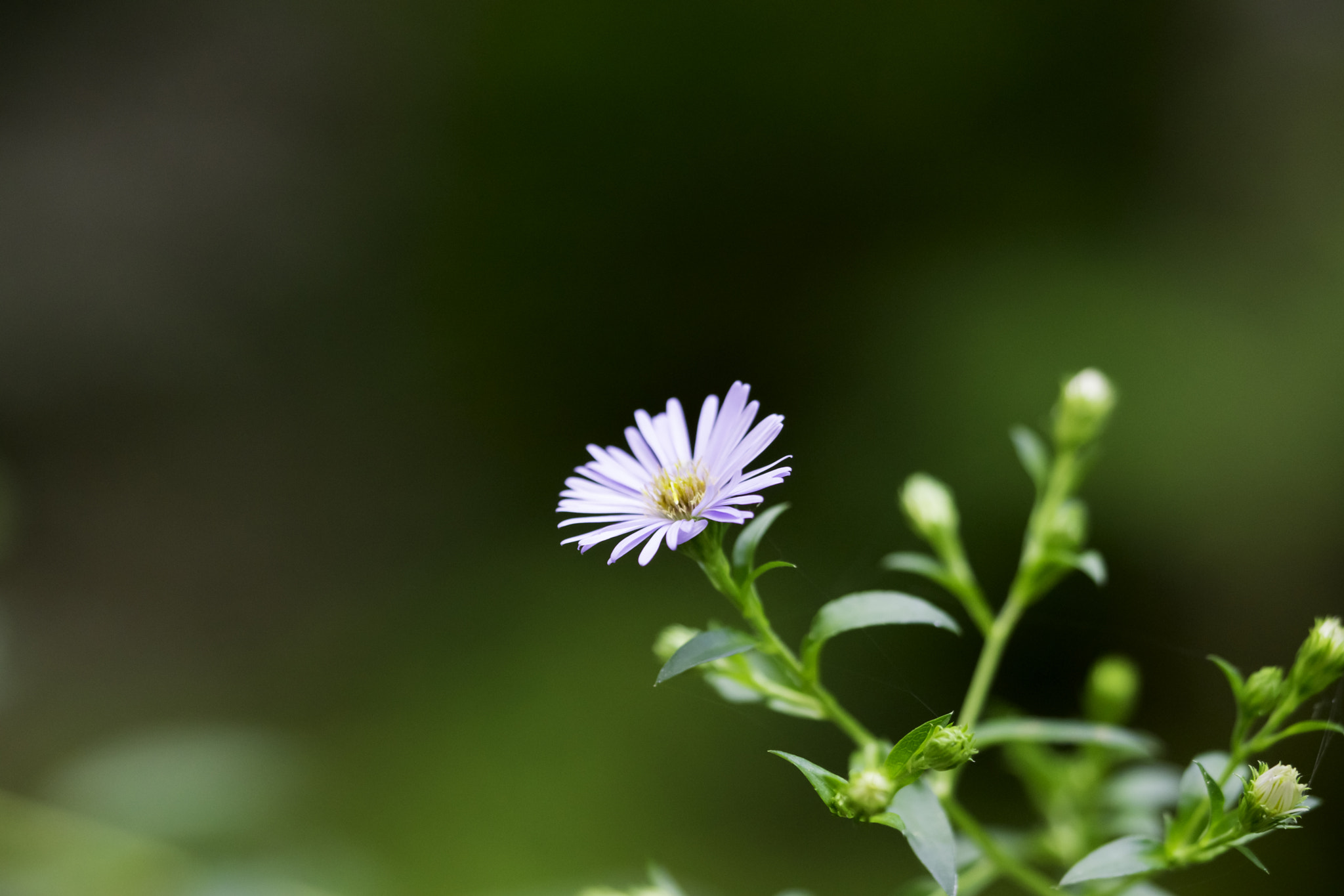 Sony a6000 + Sony FE 90mm F2.8 Macro G OSS sample photo. Dnga photography