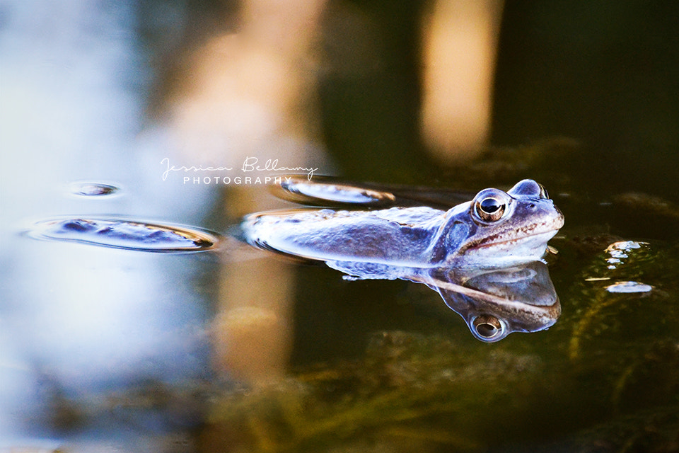 Nikon D3100 sample photo. The king of frogs photography