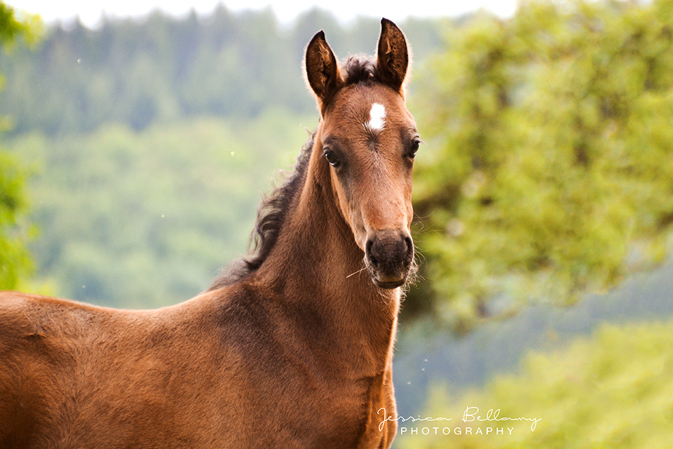 Nikon D3100 sample photo. Twinstar photography
