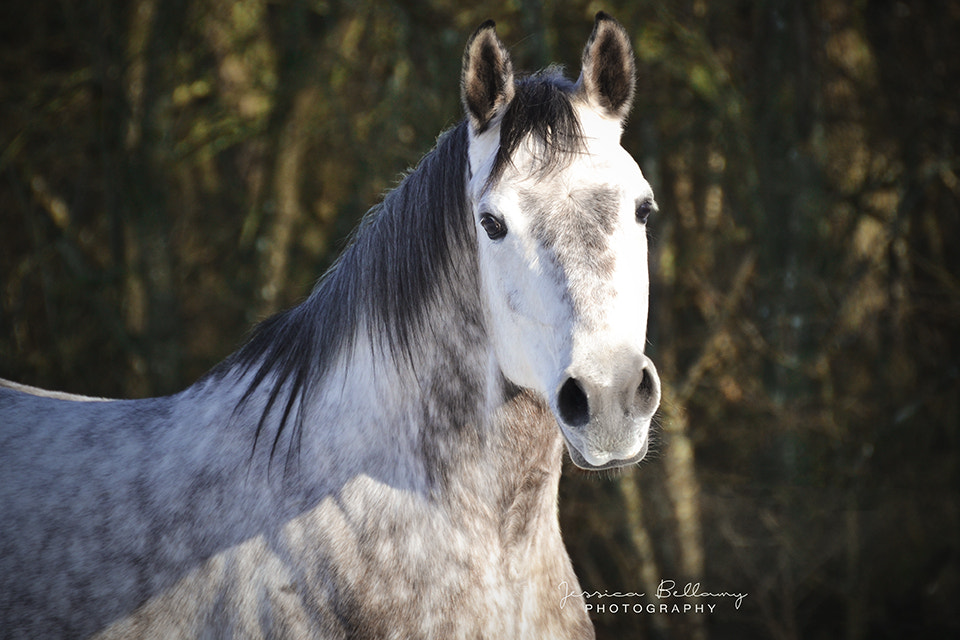 Nikon D3100 sample photo. Borat photography