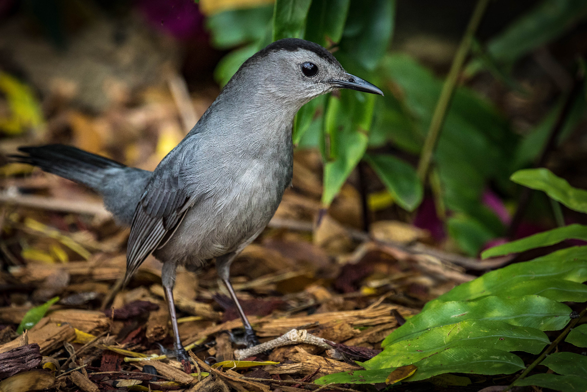 Canon EOS 7D Mark II sample photo. Gray catbird photography