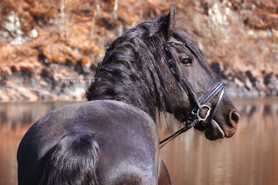 Nikon D3100 sample photo. Friesian stallion in autoumn photography