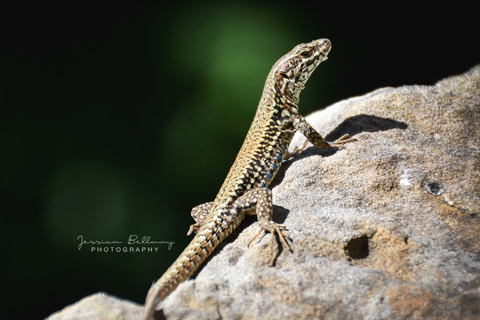 Nikon D3100 sample photo. Mr. lizard photography