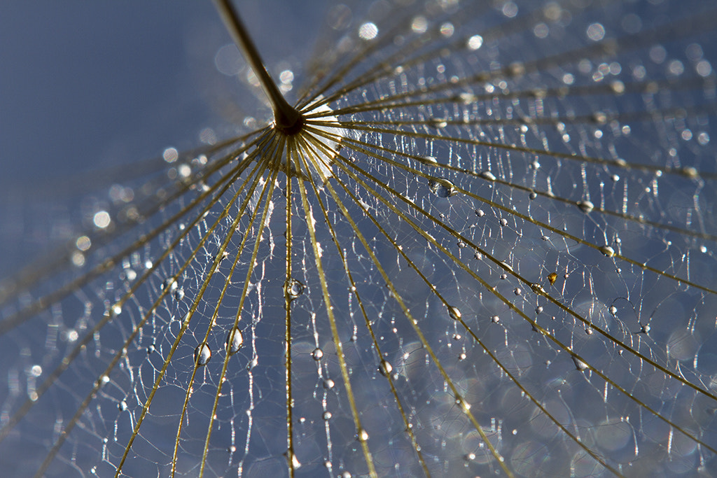 Canon EF 100mm F2.8 Macro USM sample photo. Dandies and circles photography