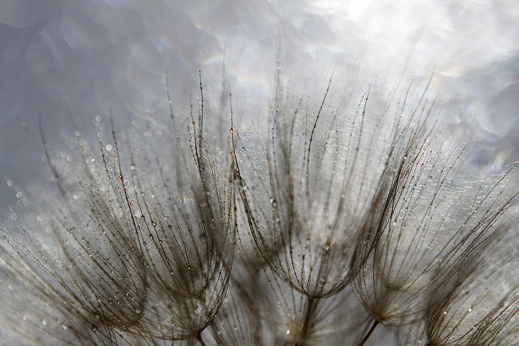 Canon EF 100mm F2.8 Macro USM sample photo. Dandi light photography