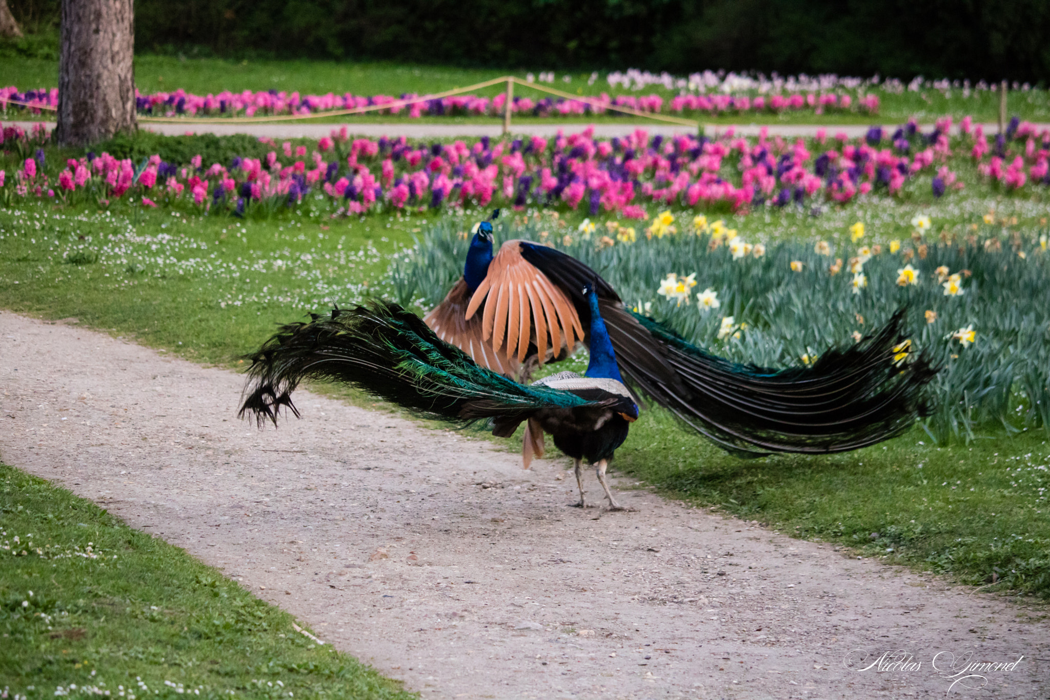 Canon EF-S 55-250mm F4-5.6 IS STM sample photo. Peacock confrontation 2 photography
