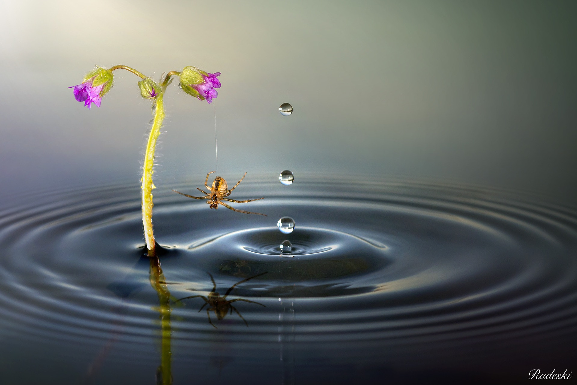 Nikon D800E + Nikon AF Micro-Nikkor 60mm F2.8D sample photo. Playful spider photography