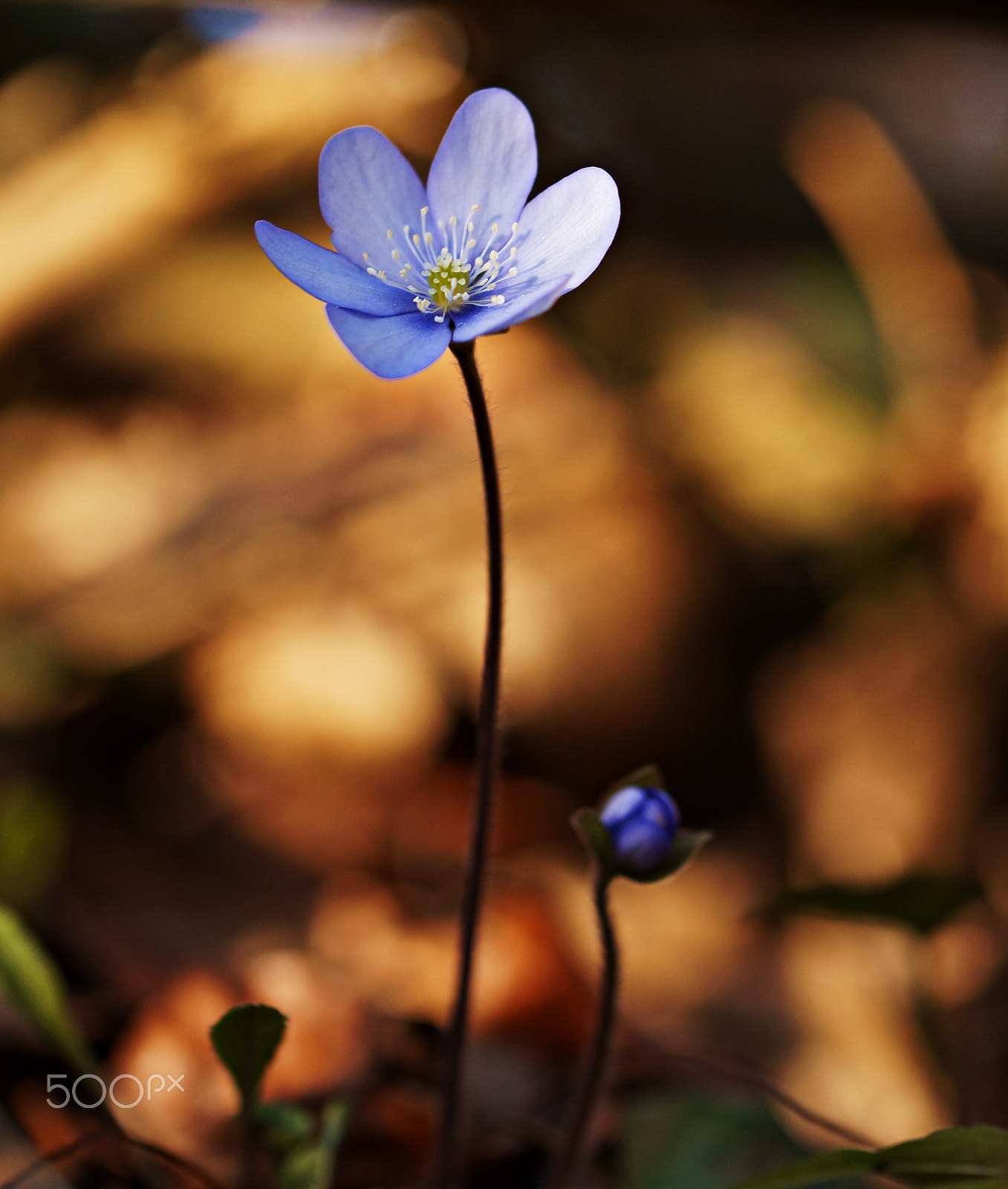 Sony SLT-A57 sample photo. Liverleaf 2 photography