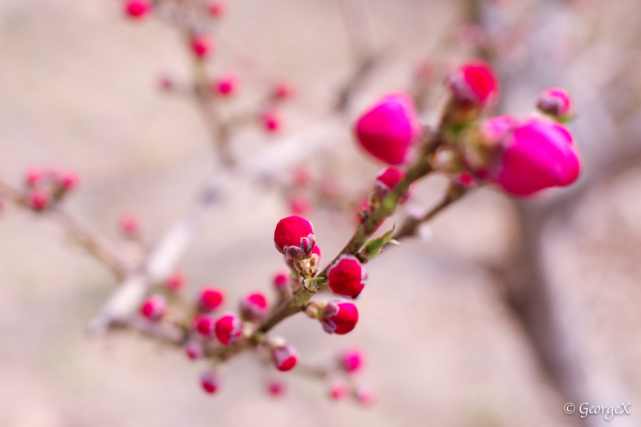 Pentax smc FA 43mm F1.9 Limited sample photo. 初 photography